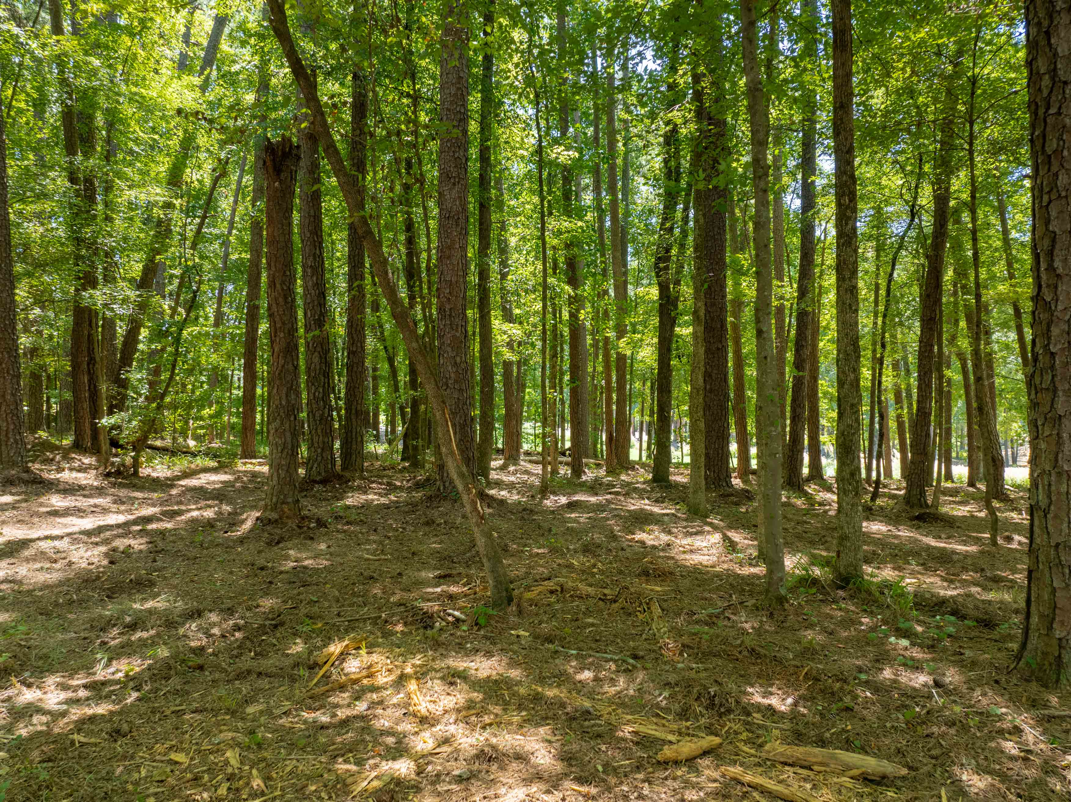 1011 Anchor Bay Trail image 4